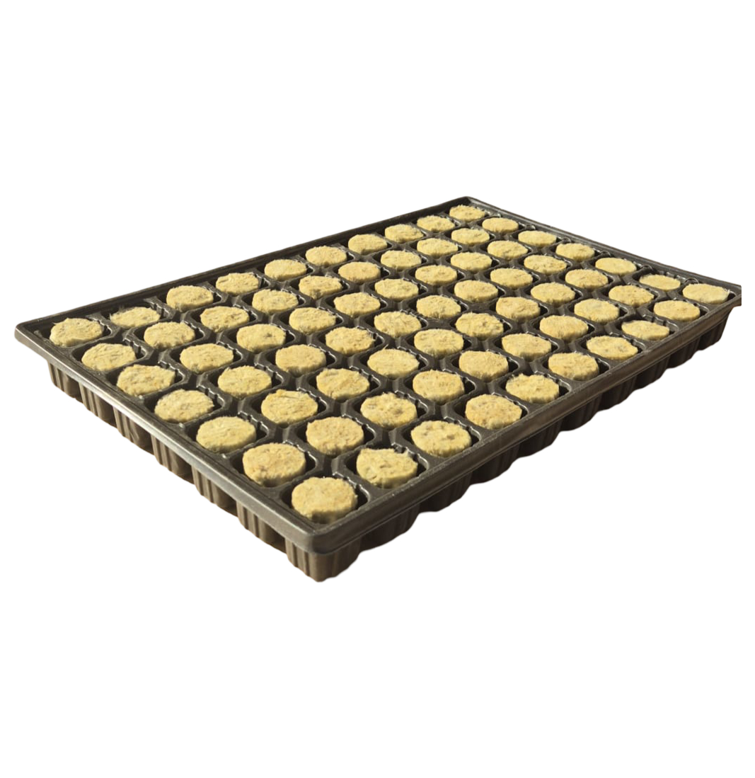 Begrow Plug 36×40 mm in the trays